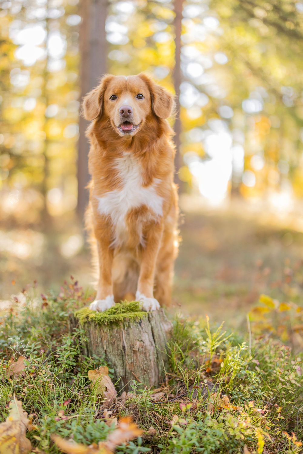 Beautiful Nova Scotia Duck Tolling Retriever dog standing on tree stump in autumn forest with golden bokeh background.