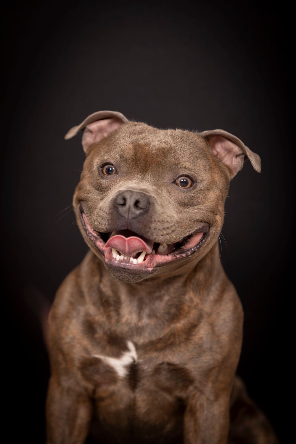 Brown Staffordshire Bull Terrier with happy smile and white chest markings poses against dark background in studio portrait.