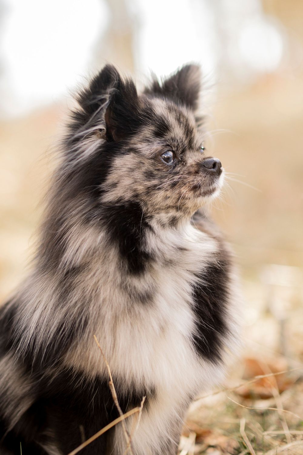 A merle-colored Pomeranian dog with fluffy fur gazes off into the distance with blue eyes against a soft background.