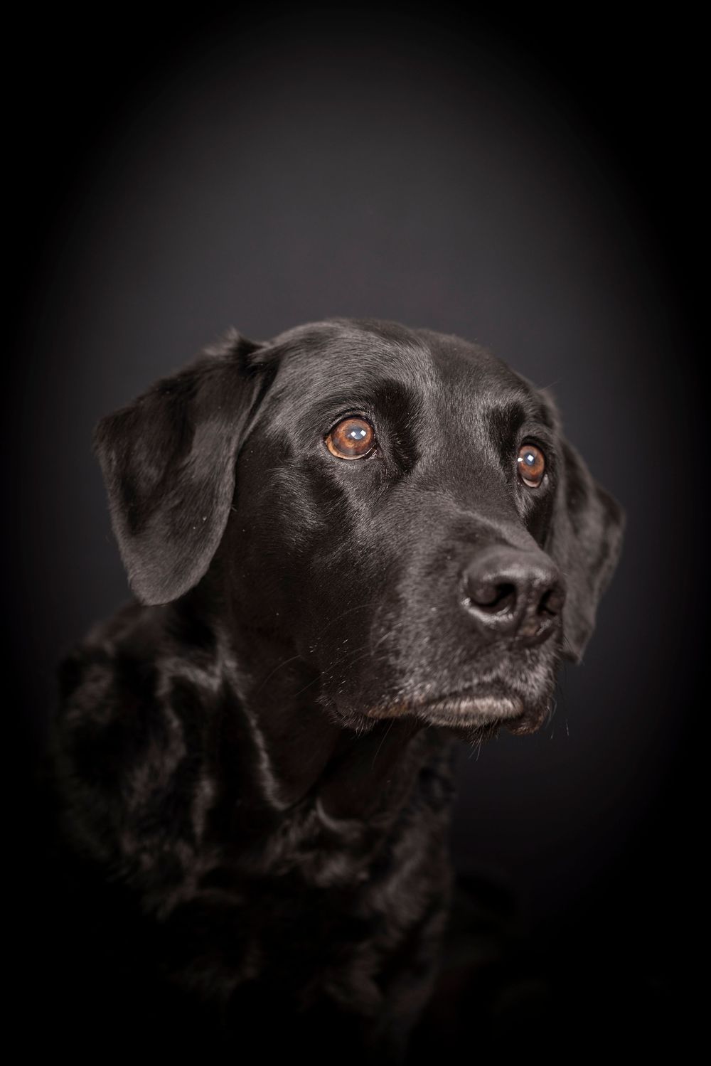 Black Labrador dog with soulful amber eyes gazes upward against a dark background in dramatic portrait.