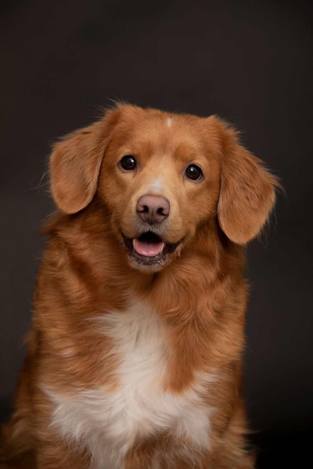 Happy Nova Scotia Duck Tolling Retriever with reddish-gold fur poses for portrait against dark background.