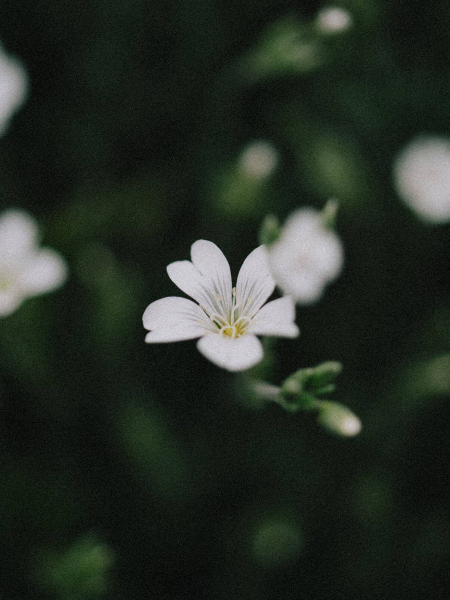 Small delicate white wildflowers with yellow centers bloom against a dark green blurred background.