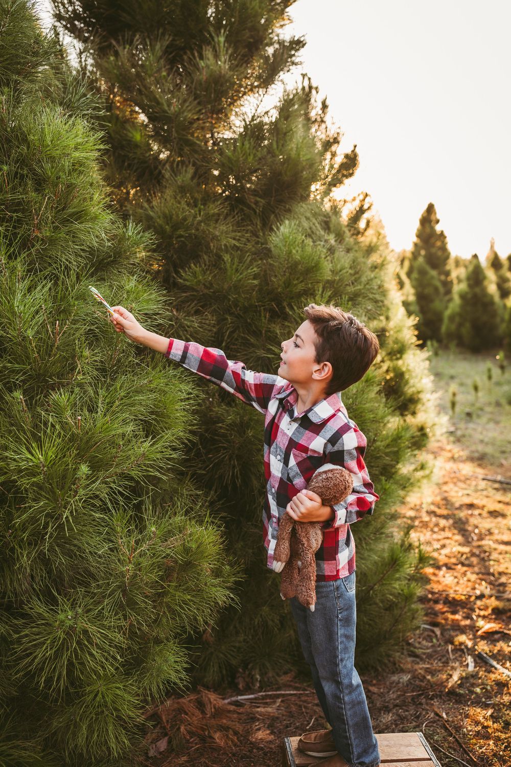 Young boy with teddy bear reaches up to touch branches at Christmas tree farm during sunset.