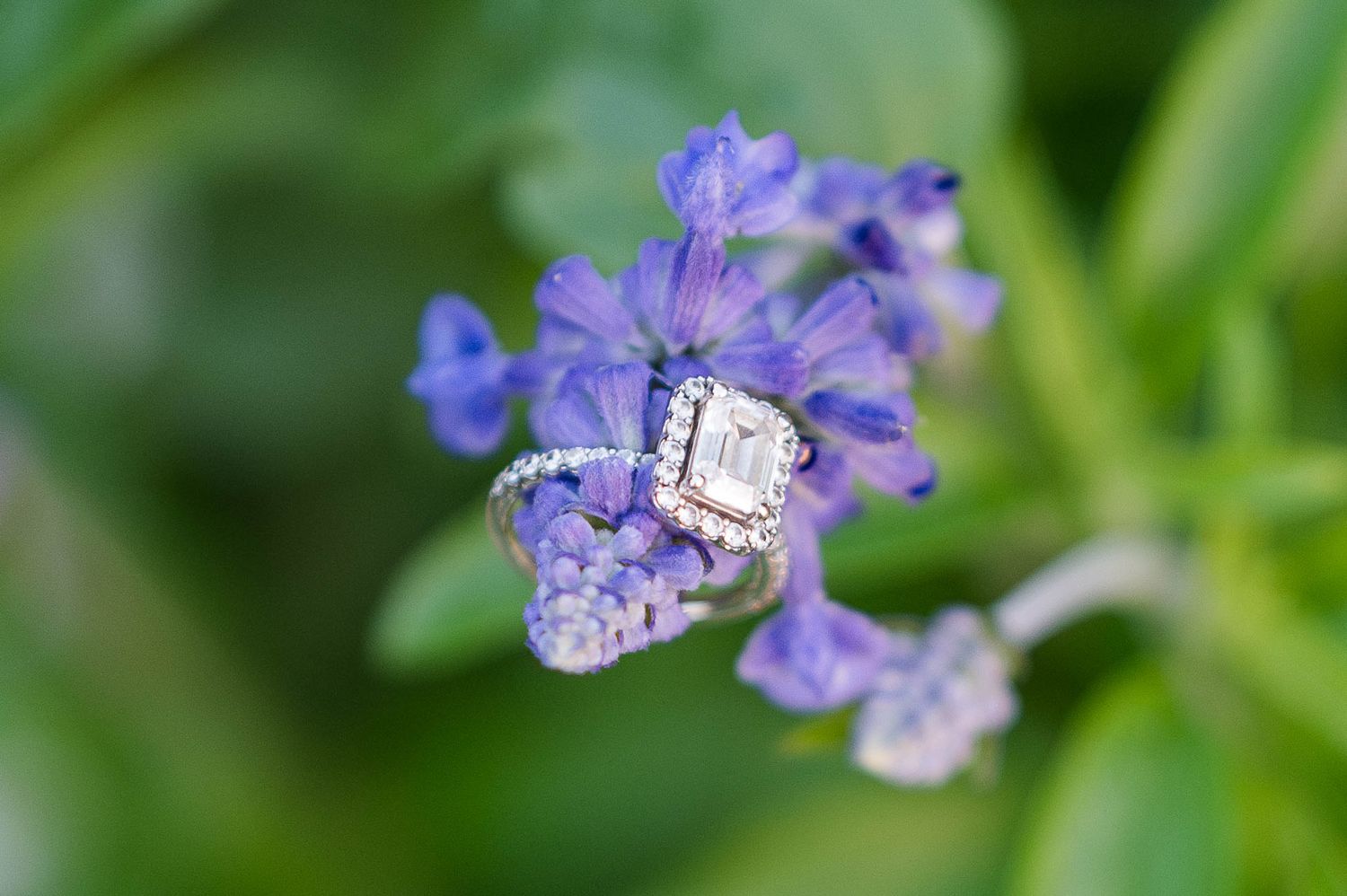 A sparkling diamond engagement ring rests delicately on vibrant purple flowers in a soft-focus garden setting.