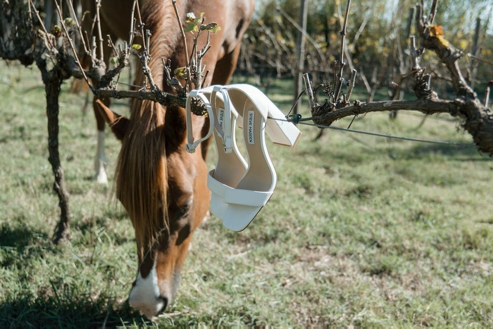 White wedding heels hang from a tree branch in a rustic outdoor orchard setting.