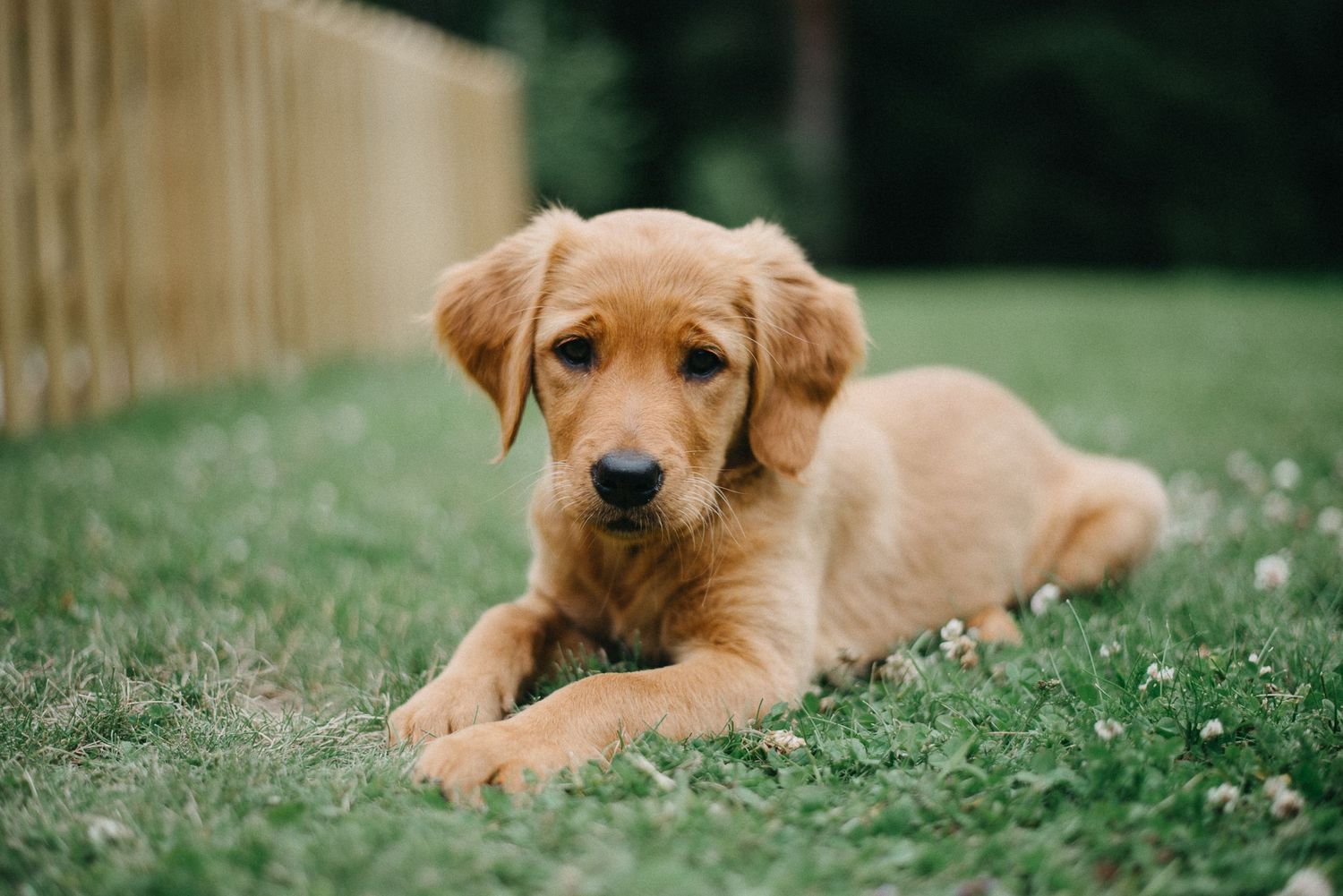 Golden retriever hundvalp ligger i gräset