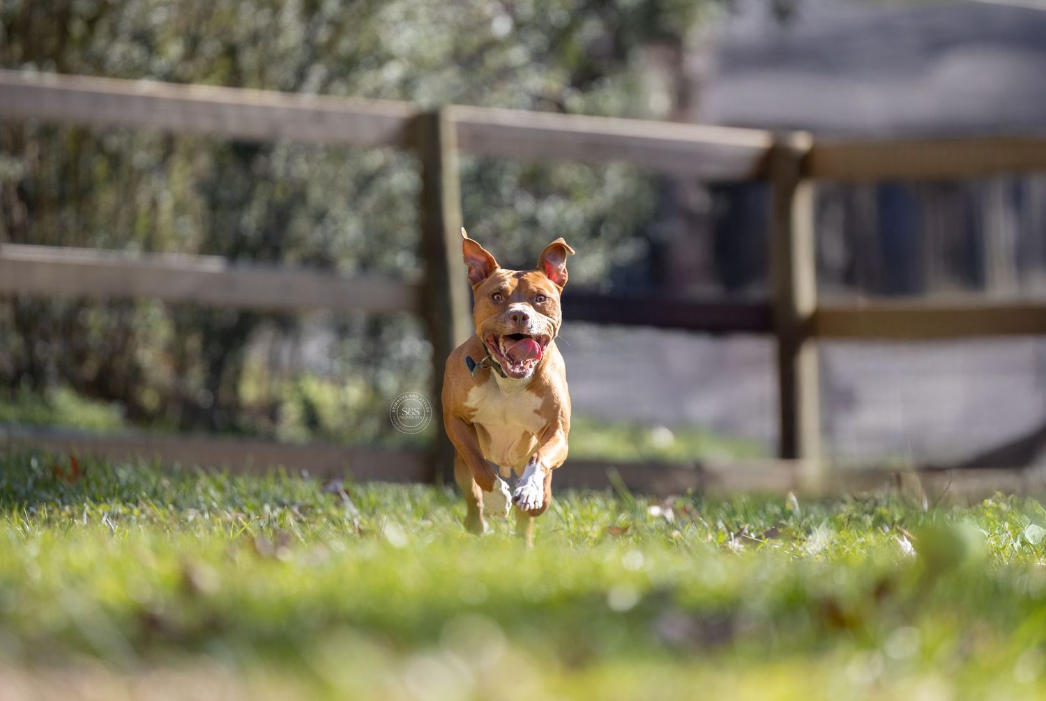 Pit bull running towards camera with tongue out