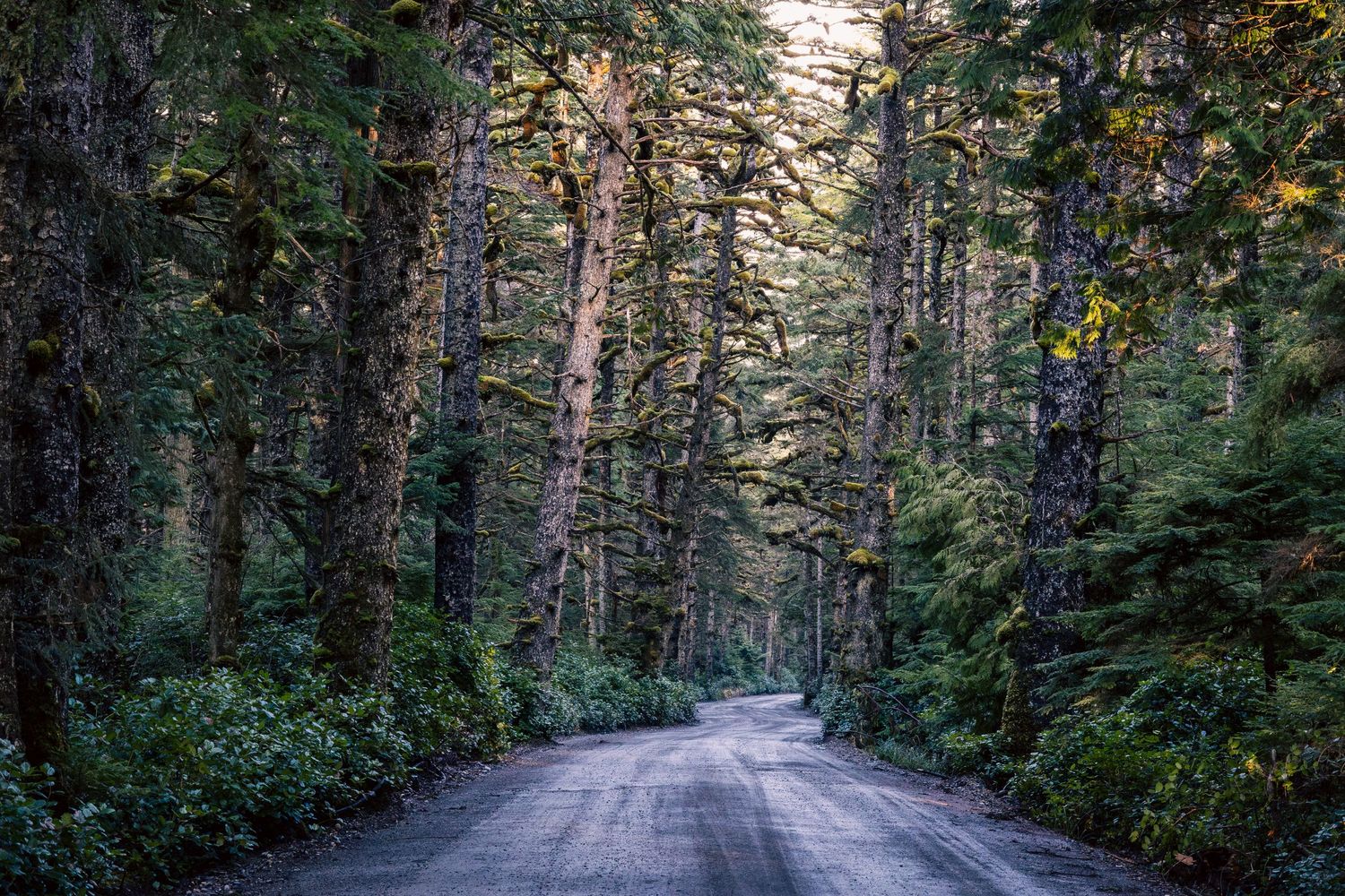 A winding dirt road cuts through a dense forest of tall evergreen trees with sunlight filtering through the canopy on the way to Tow Hill.