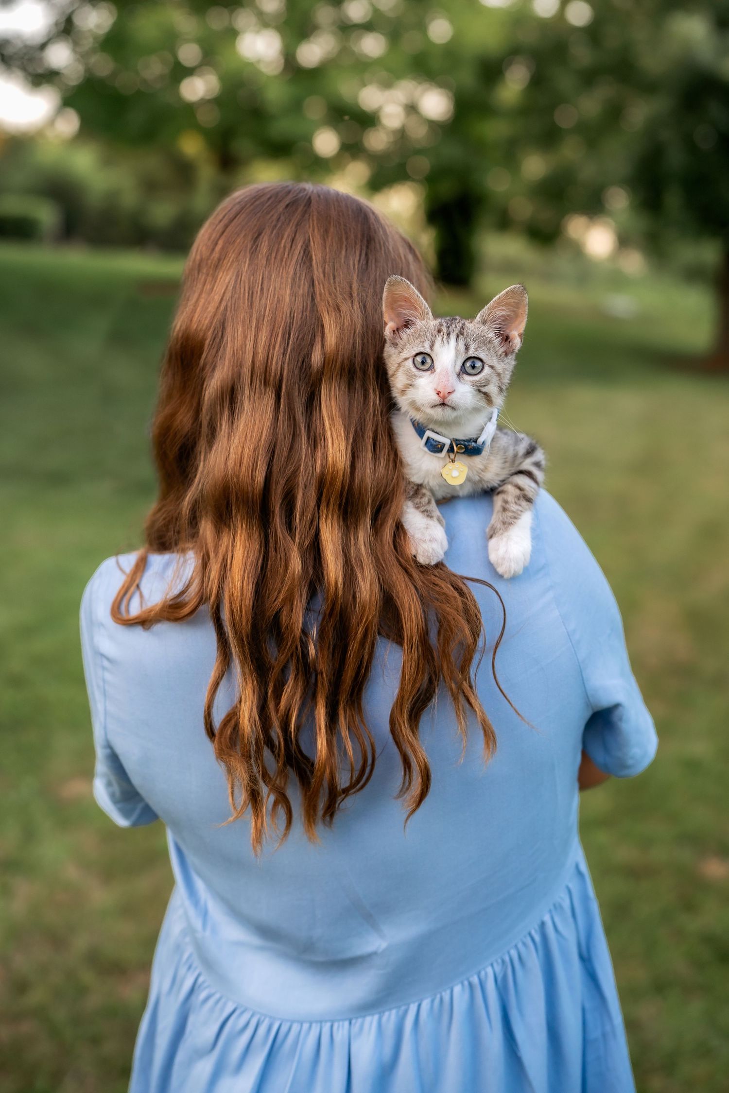 Adorable gray kitten with blue collar peeks over shoulder of someone wearing light blue dress in sunny garden setting.