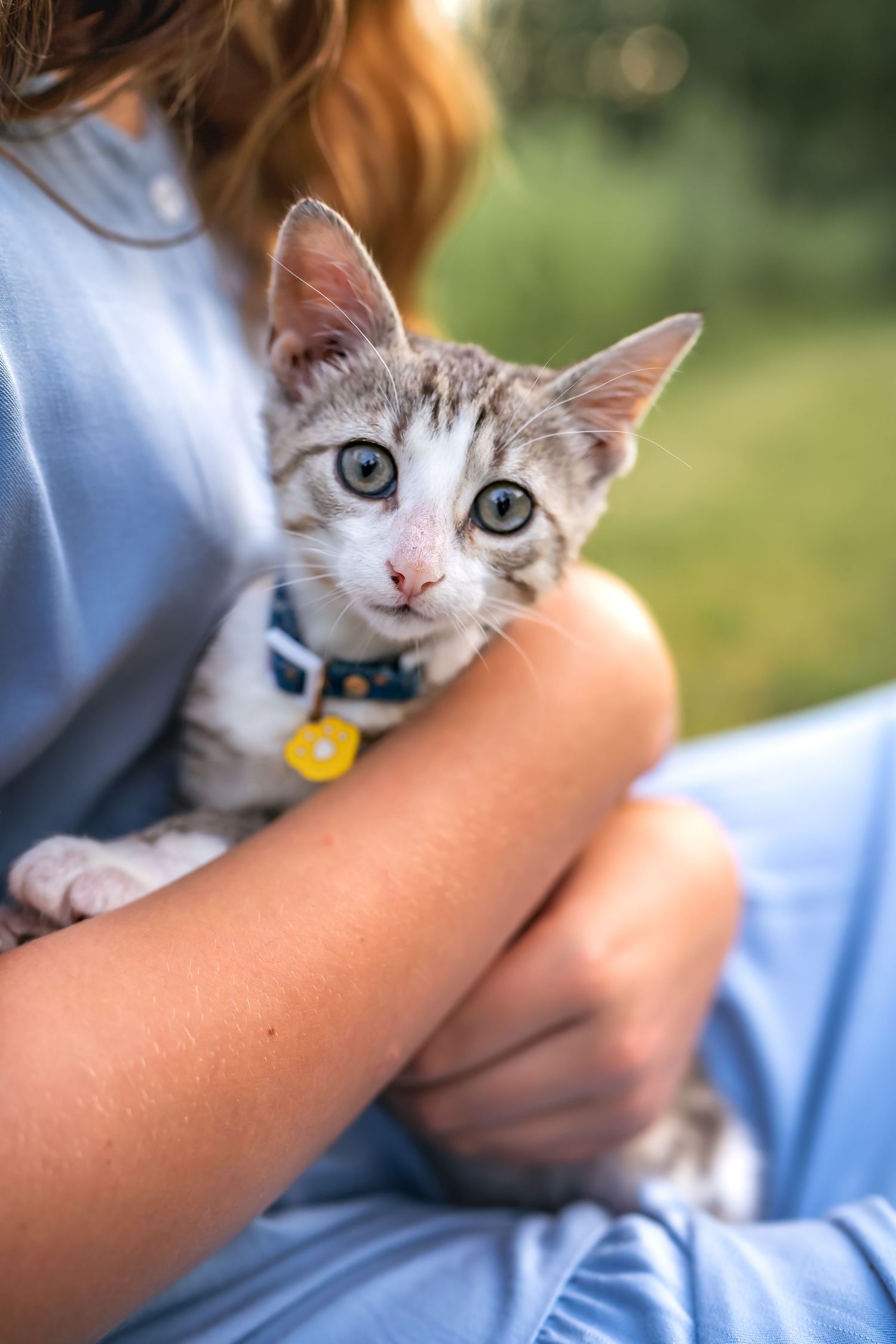 Adorable grey and white kitten with bright eyes wearing a collar is cradled in someone's arms outdoors.