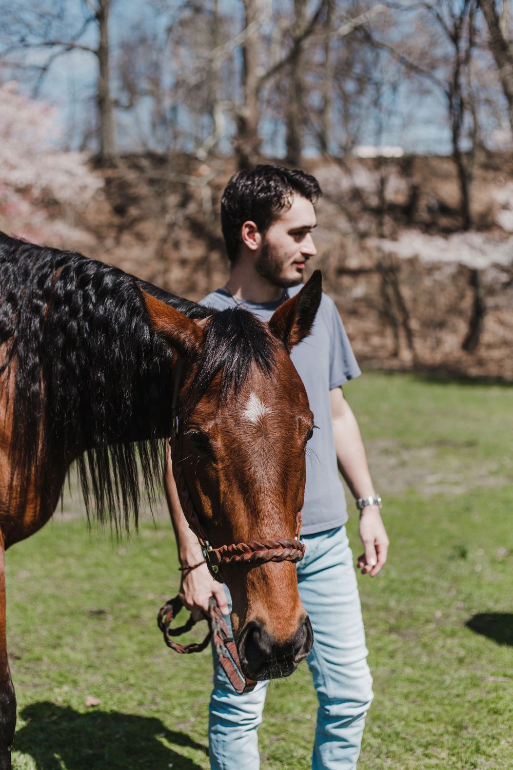 A close-up view of a brown horse with long flowing black mane in a grassy field.