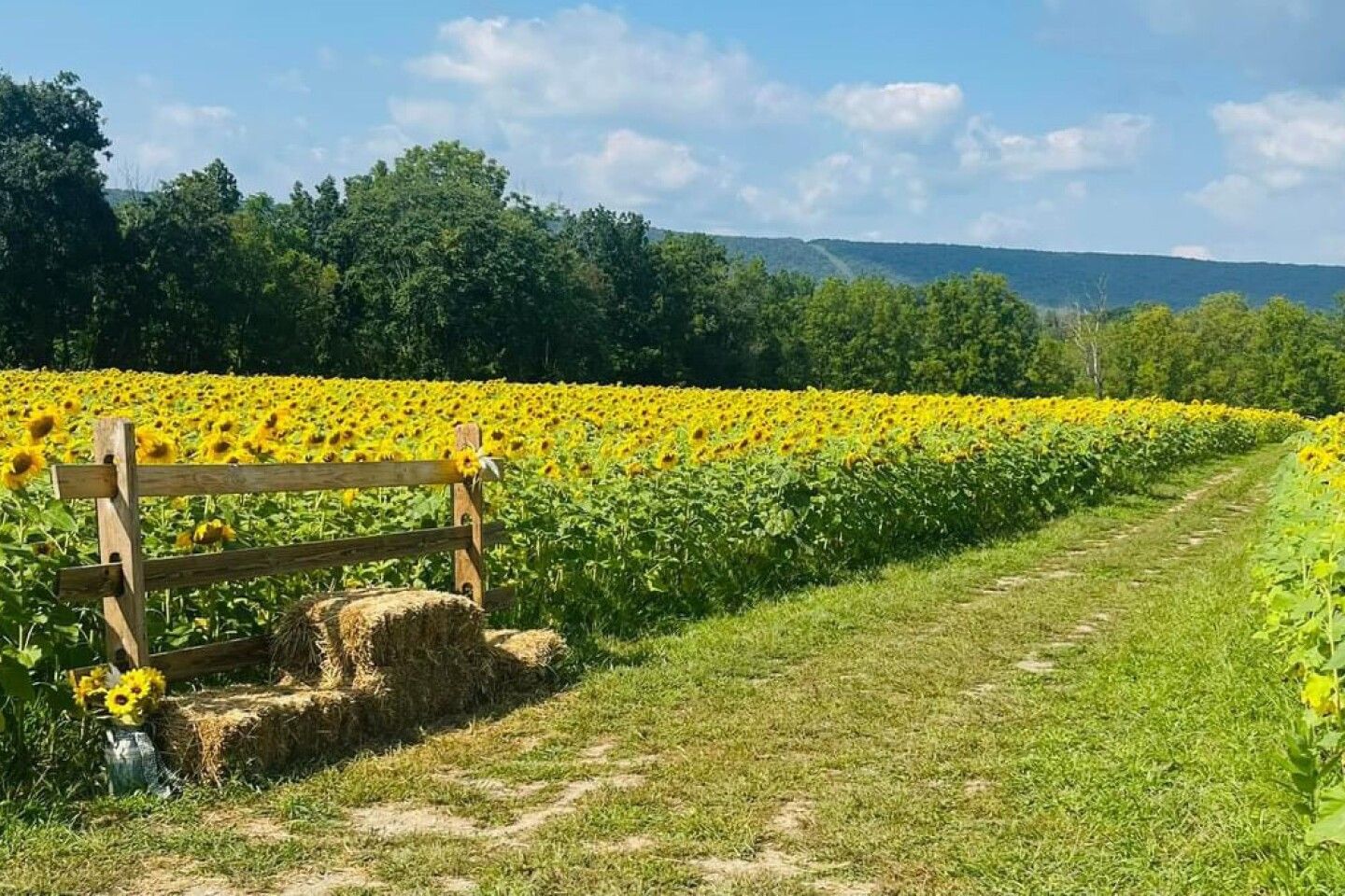 A rustic wooden bench sits along a path next to a vibrant field of sunflowers.