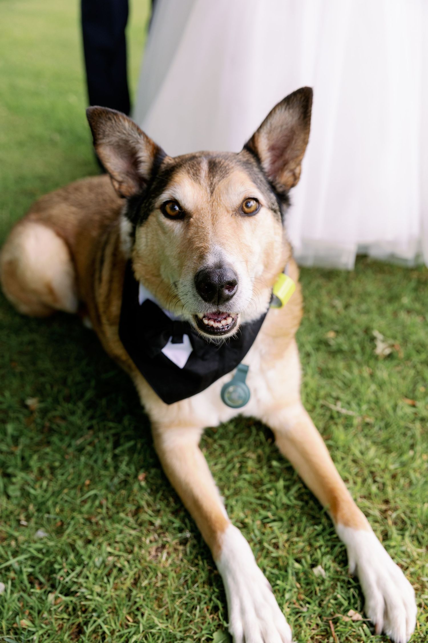 A tan dog wearing a black bowtie lies on grass while displaying a progression of happy facial expressions.