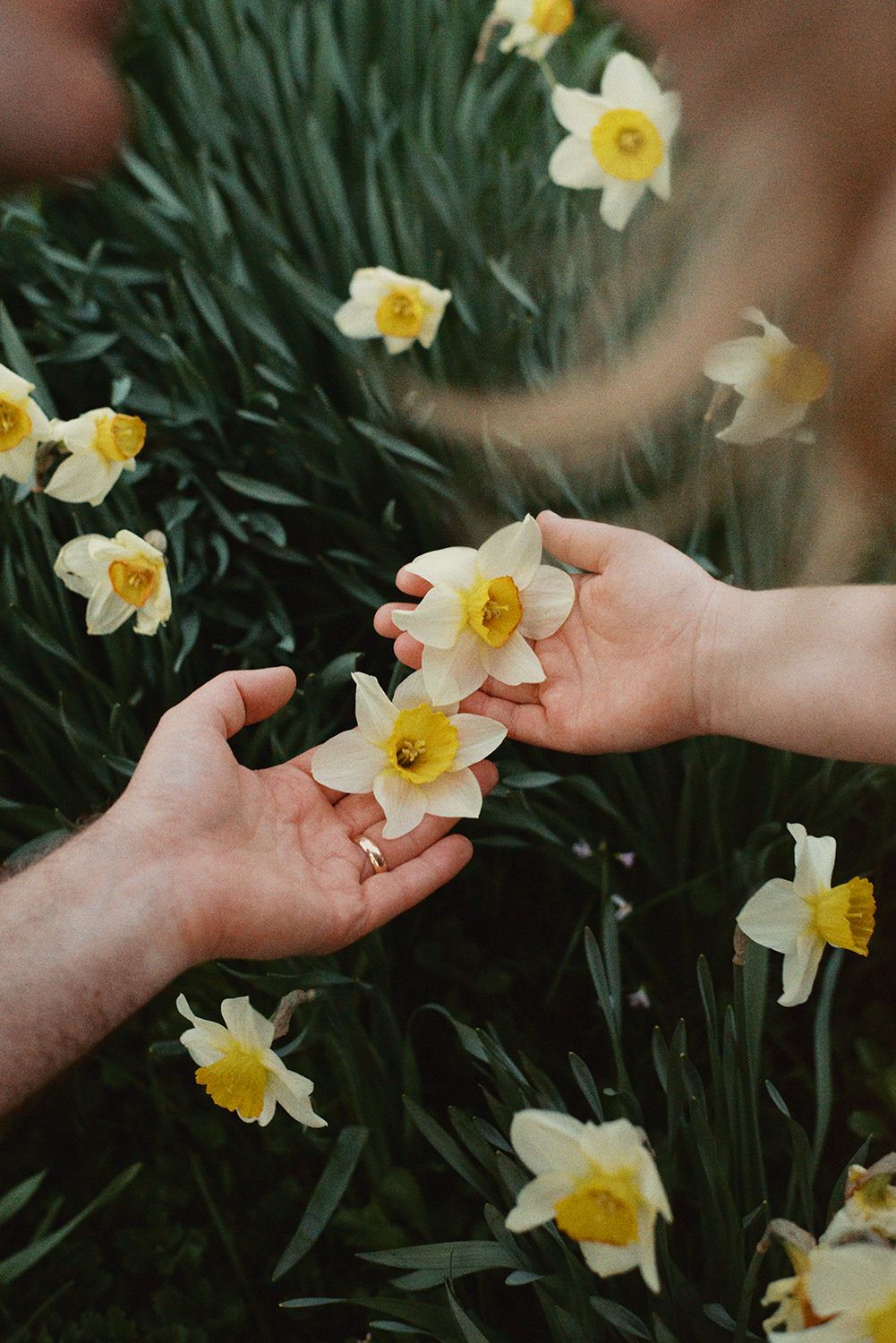 Two hands delicately touching daffodil flowers blooming in a spring garden with green stems and yellow petals.