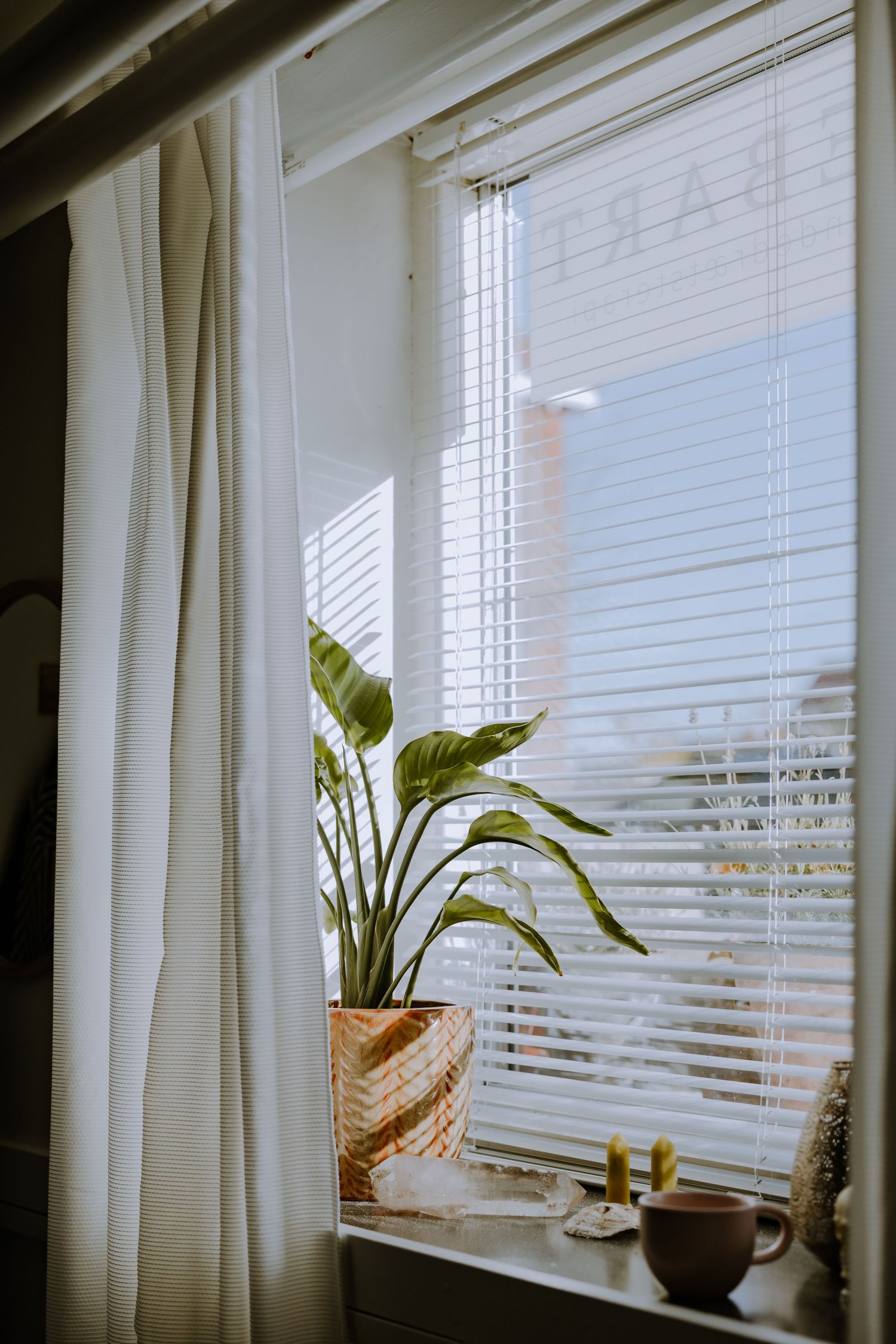 Sunlit window with white blinds and curtains featuring a potted tropical plant on the sill.
