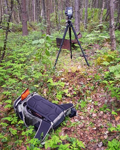 Black camera tripod setup on forest ground covered with fallen leaves and green vegetation among tall tree trunks.