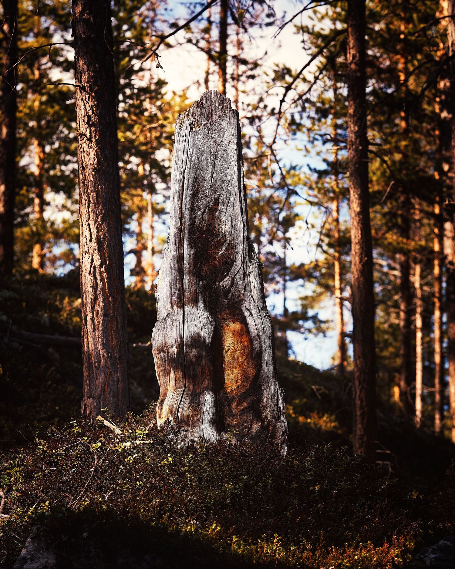 Forest scene with tall pine trees backlit by golden sunset light casting long shadows through the woods.