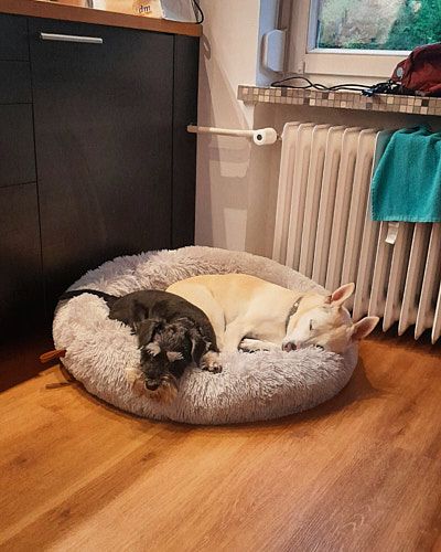 Two dogs sleeps peacefully together on a plush round pet bed next to a white radiator on a hardwood floor.