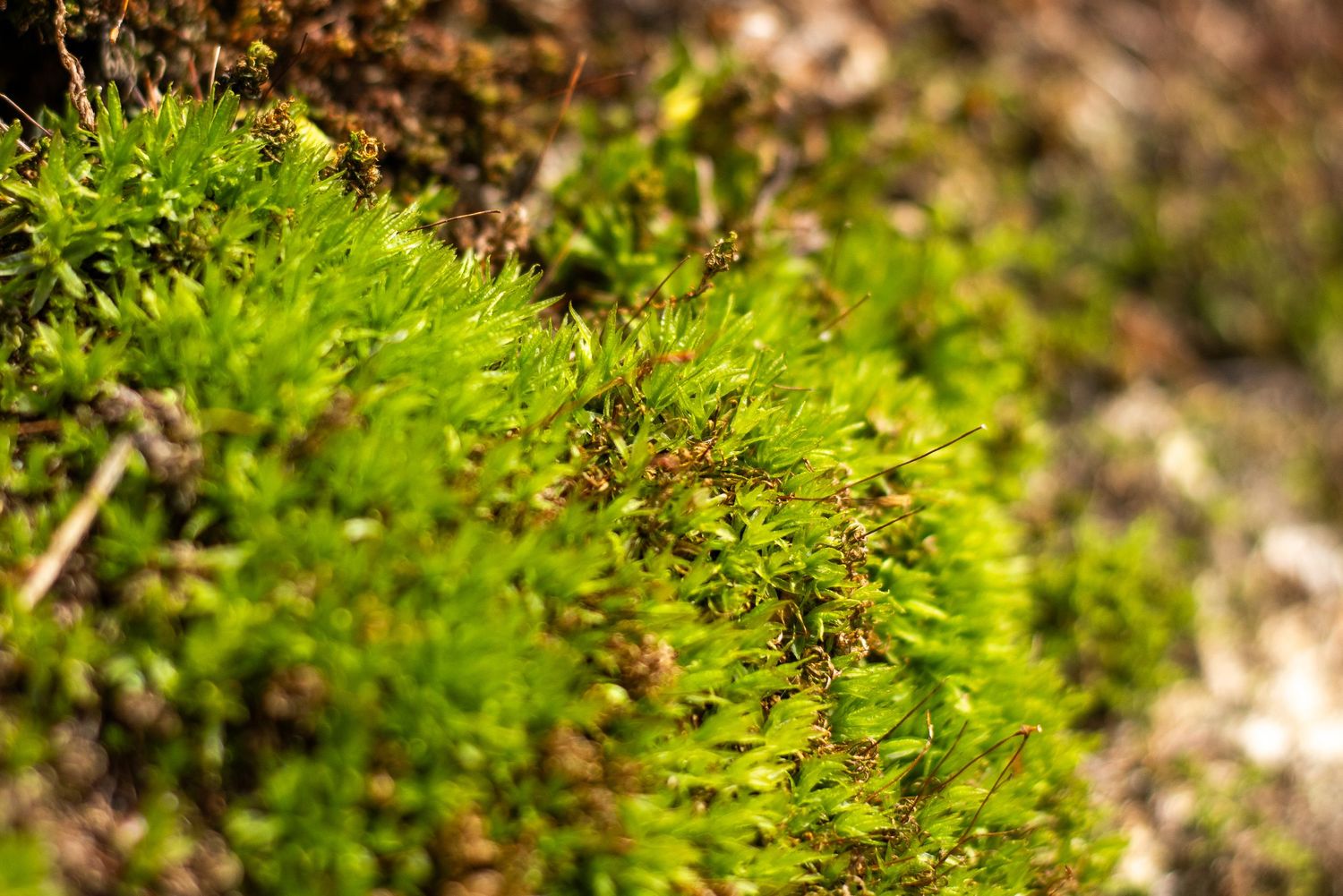 Close-up macro photograph of vibrant green moss growing on a natural surface in shallow depth of field.