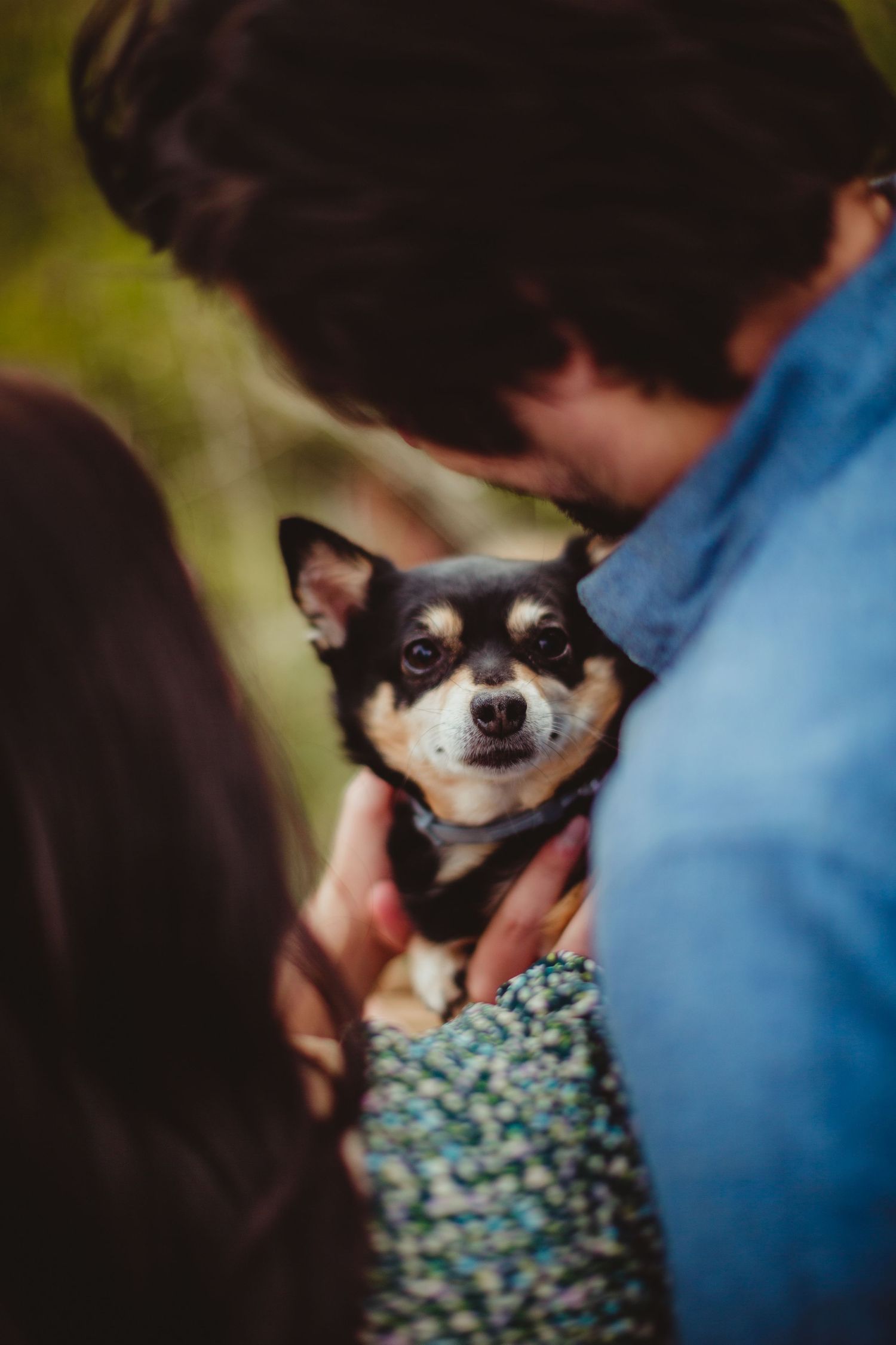 Close up portrait of chihuahua dog with blue collar.