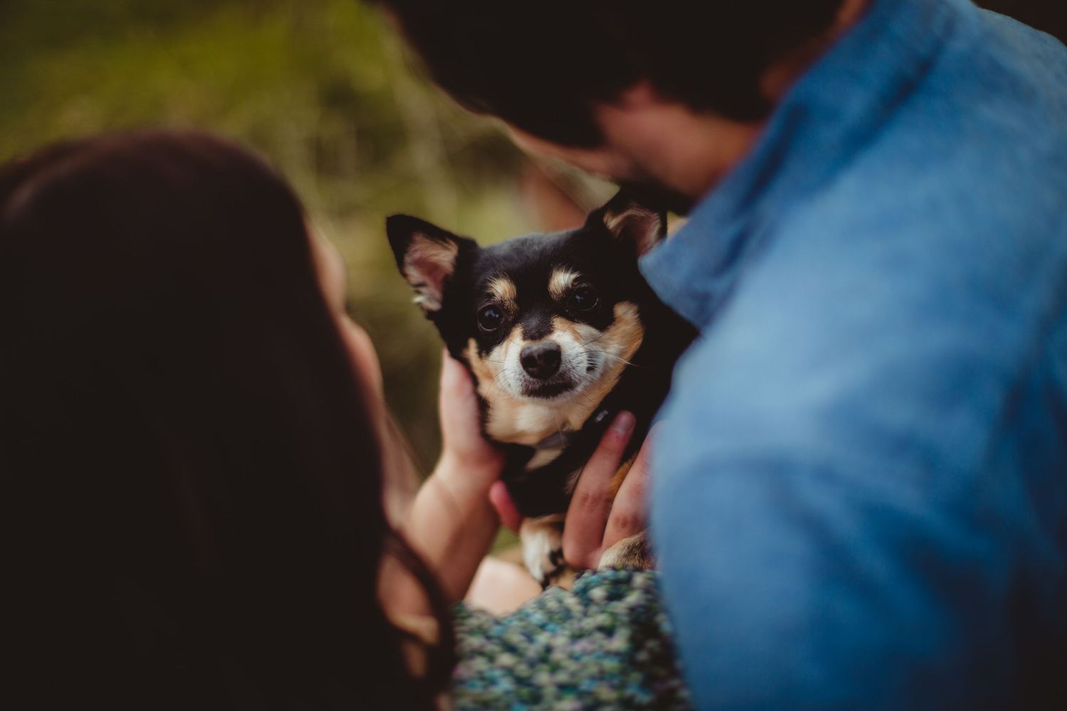 Small chihuahua dog peeking through grass in blue-tinted photo.