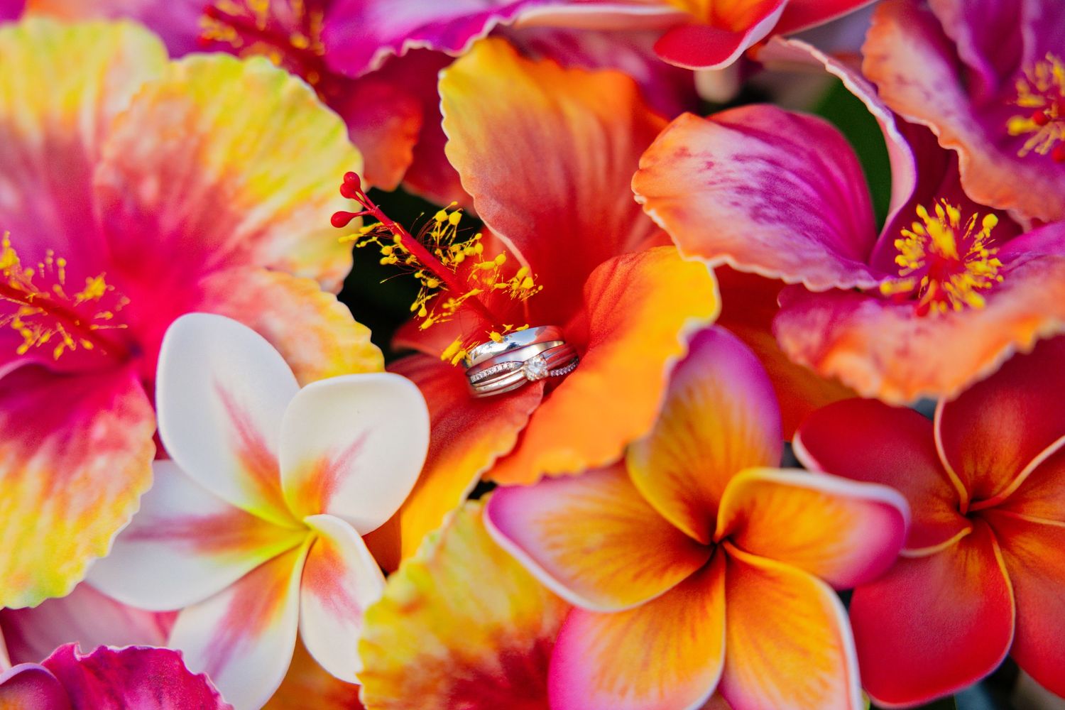 Wedding rings nestled among vibrant tropical flowers including plumeria and hibiscus in pink, orange and yellow hues.