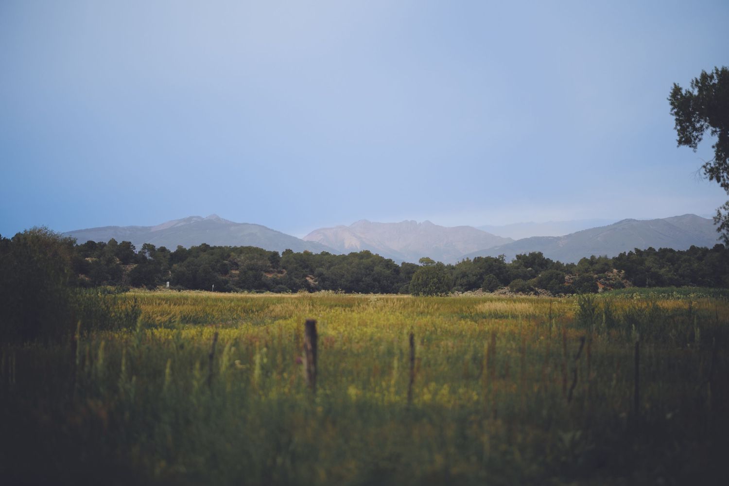 A wide field with tall grass stretches toward a distant range of mountains, framed by trees under a clear sky.