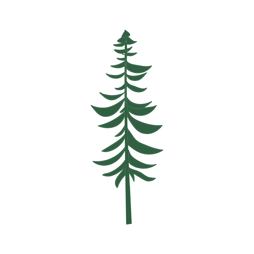 Jen Bauer Photography's signature evergreen tree logo.