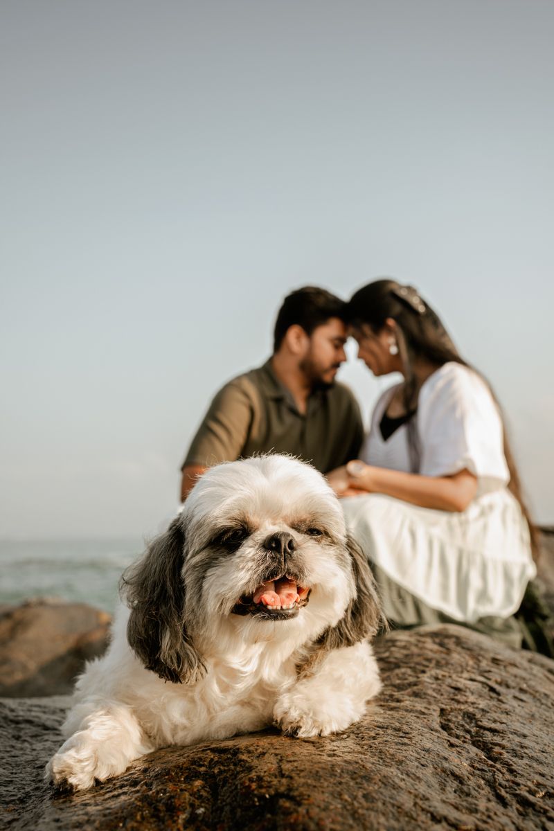 A small white dog smiles at the camera while lounging on coastal rocks.