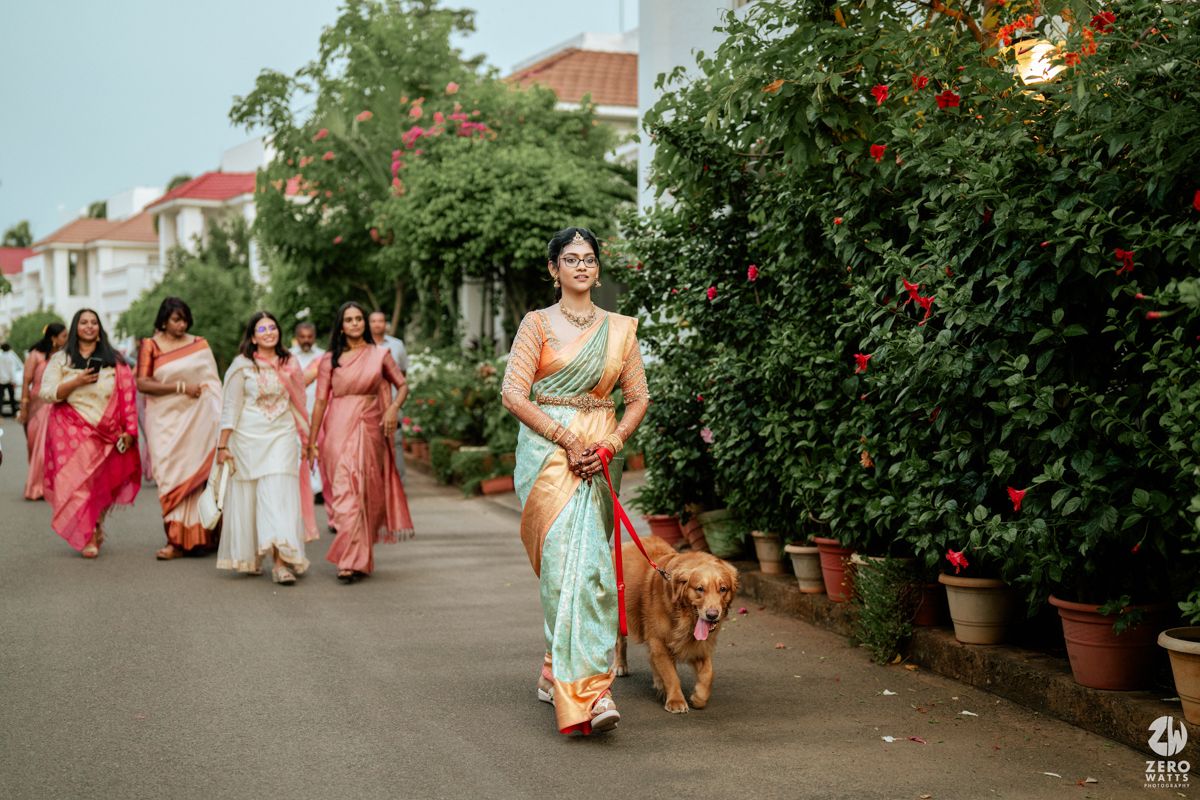 A procession walking down a street with a Golden Retriever leading the way in traditional Indian wedding attire.