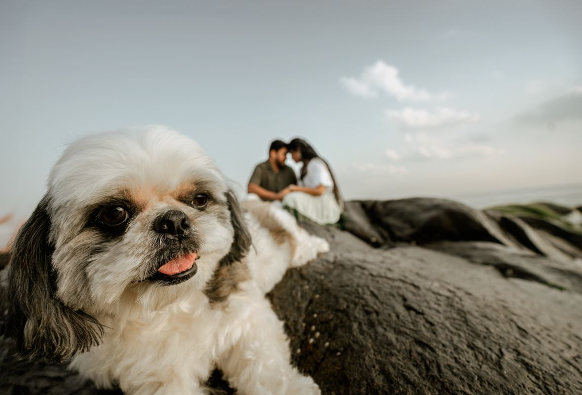 A small white fluffy dog poses in the foreground while a couple embraces on coastal rocks in the background.