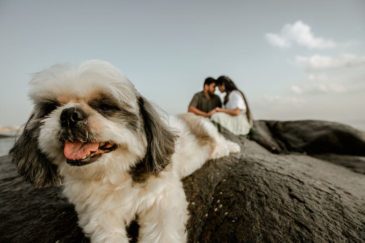 A happy Shih Tzu dog smiles at the camera while a couple shares an intimate moment on rocks by the ocean.