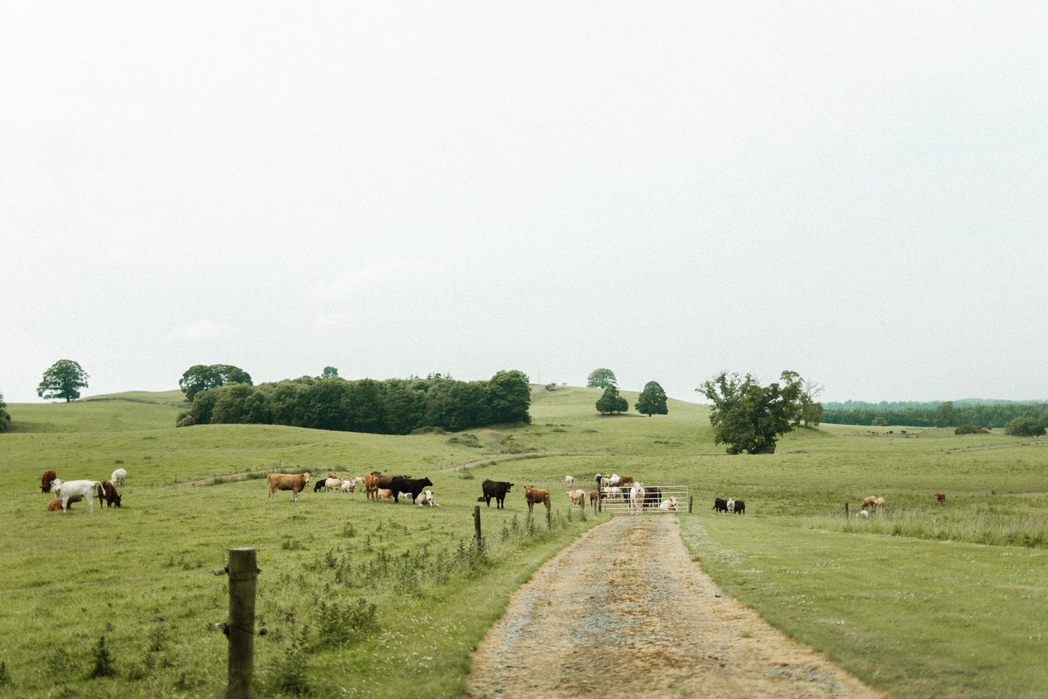 Cows graze in a green pasture with a dirt path leading through rolling hills under an overcast sky.
