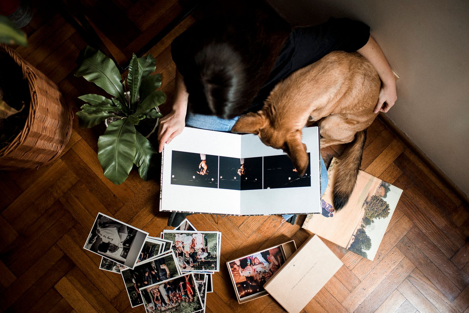 A dog and cat look down at vintage photographs spread on a hardwood floor next to a houseplant.
