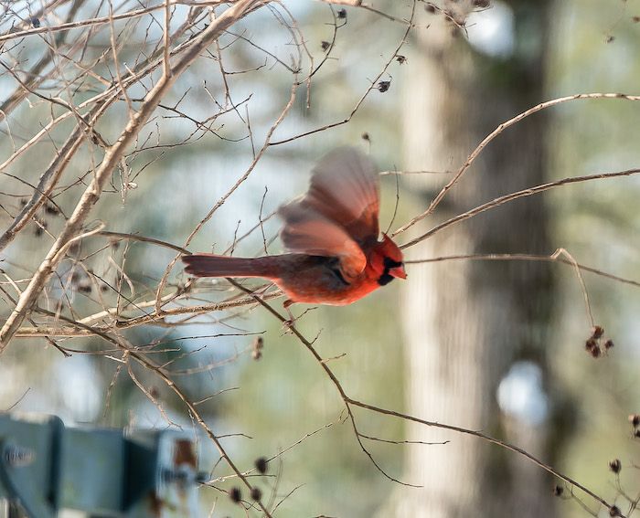 A bright red male cardinal bird perched on bare winter branches with blurred bokeh background.