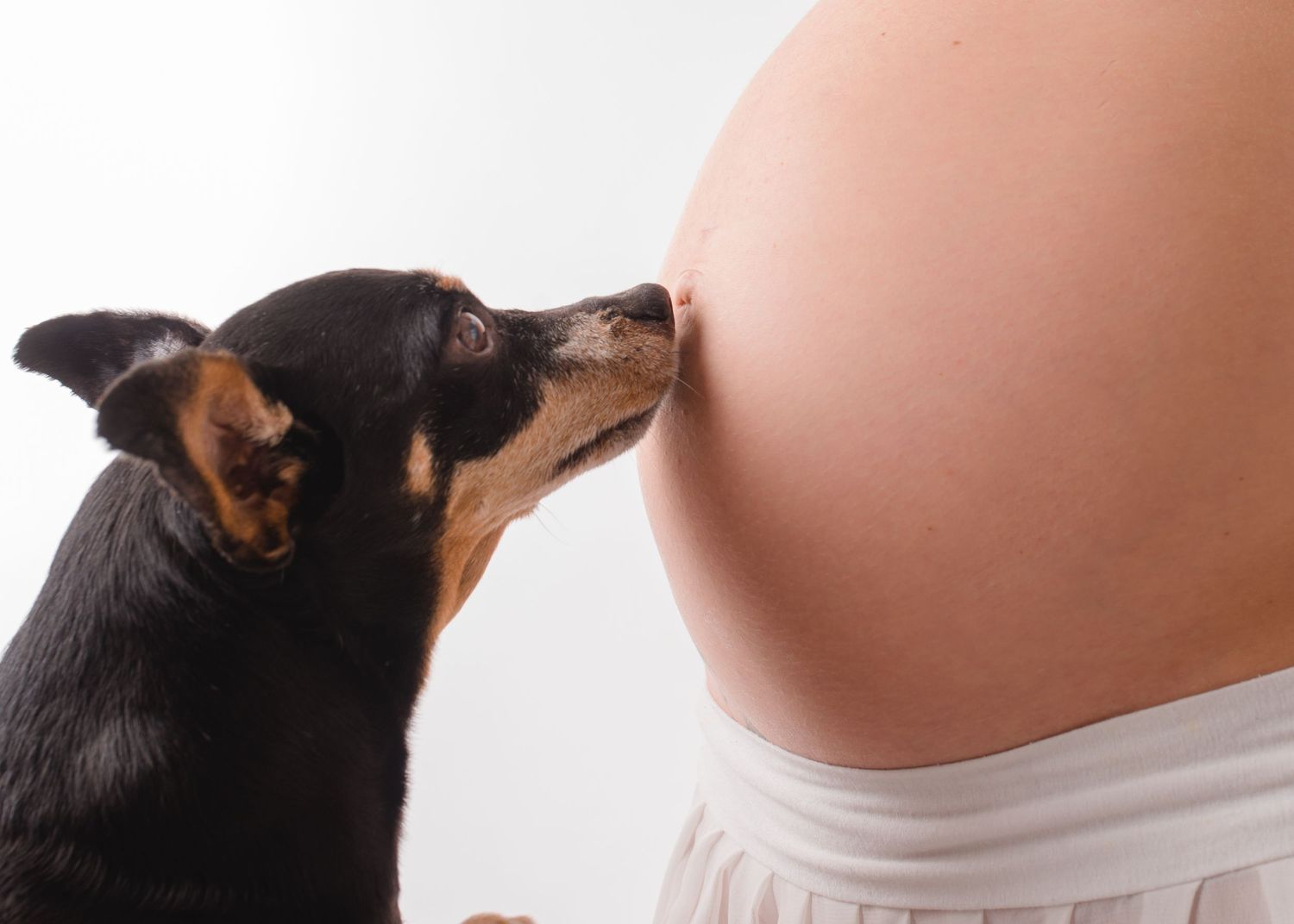 Hund Richt an Babybauch