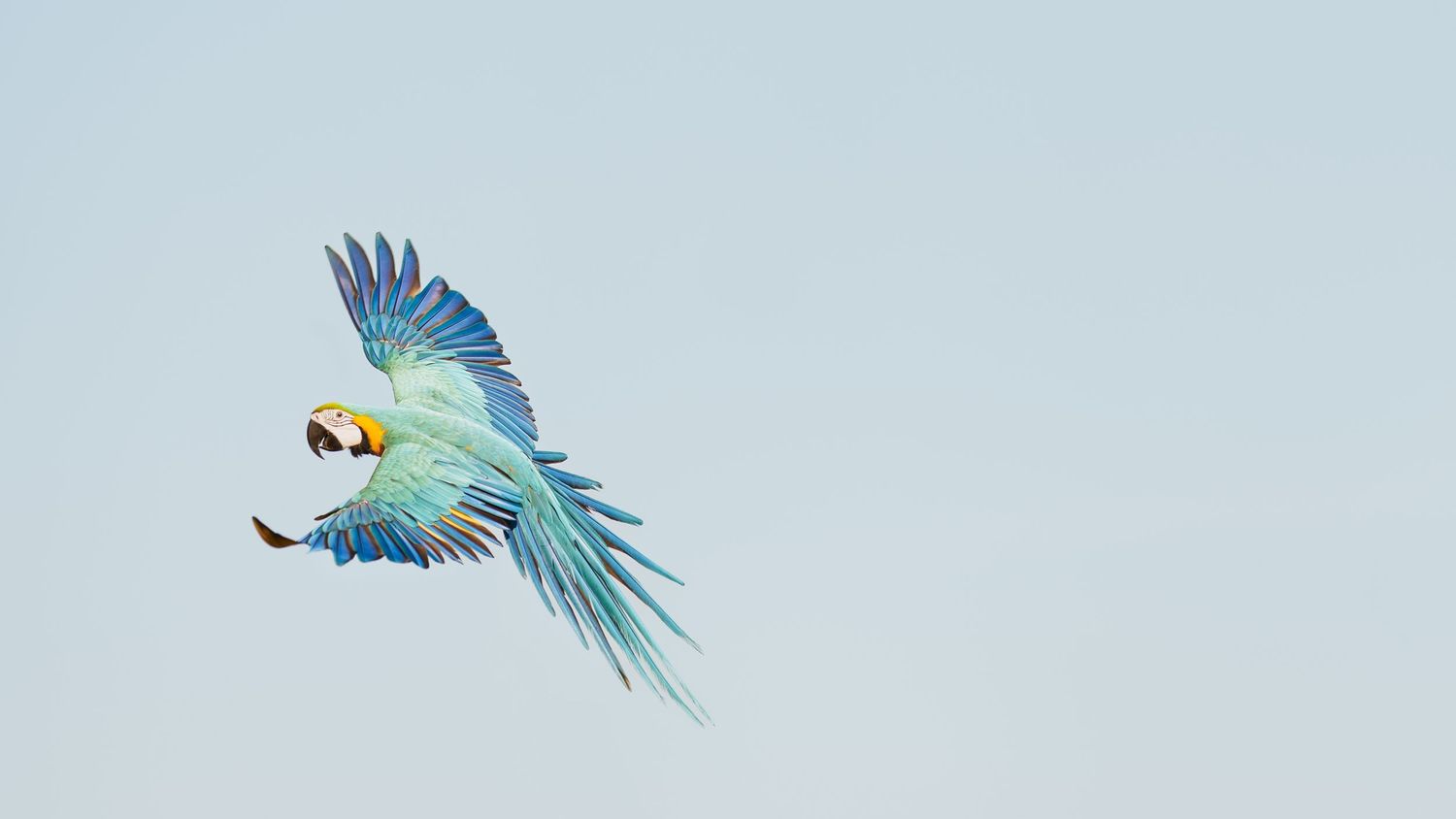 A blue and yellow macaw parrot spreads its wings while soaring gracefully against a pale blue sky.