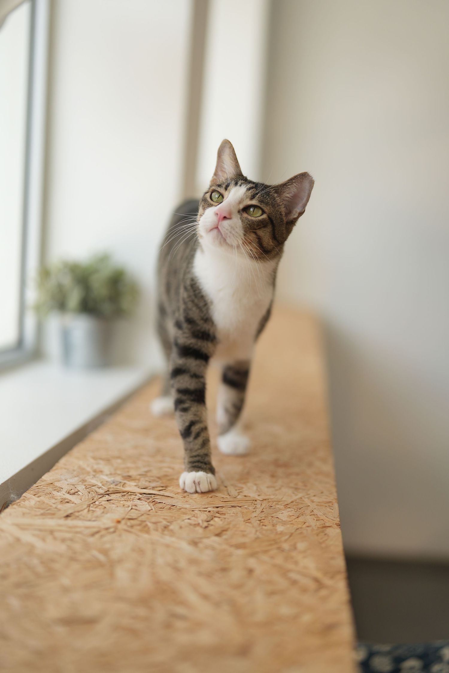 Curious tabby and white cat looking up while standing on wooden windowsill next to potted plant in bright room.