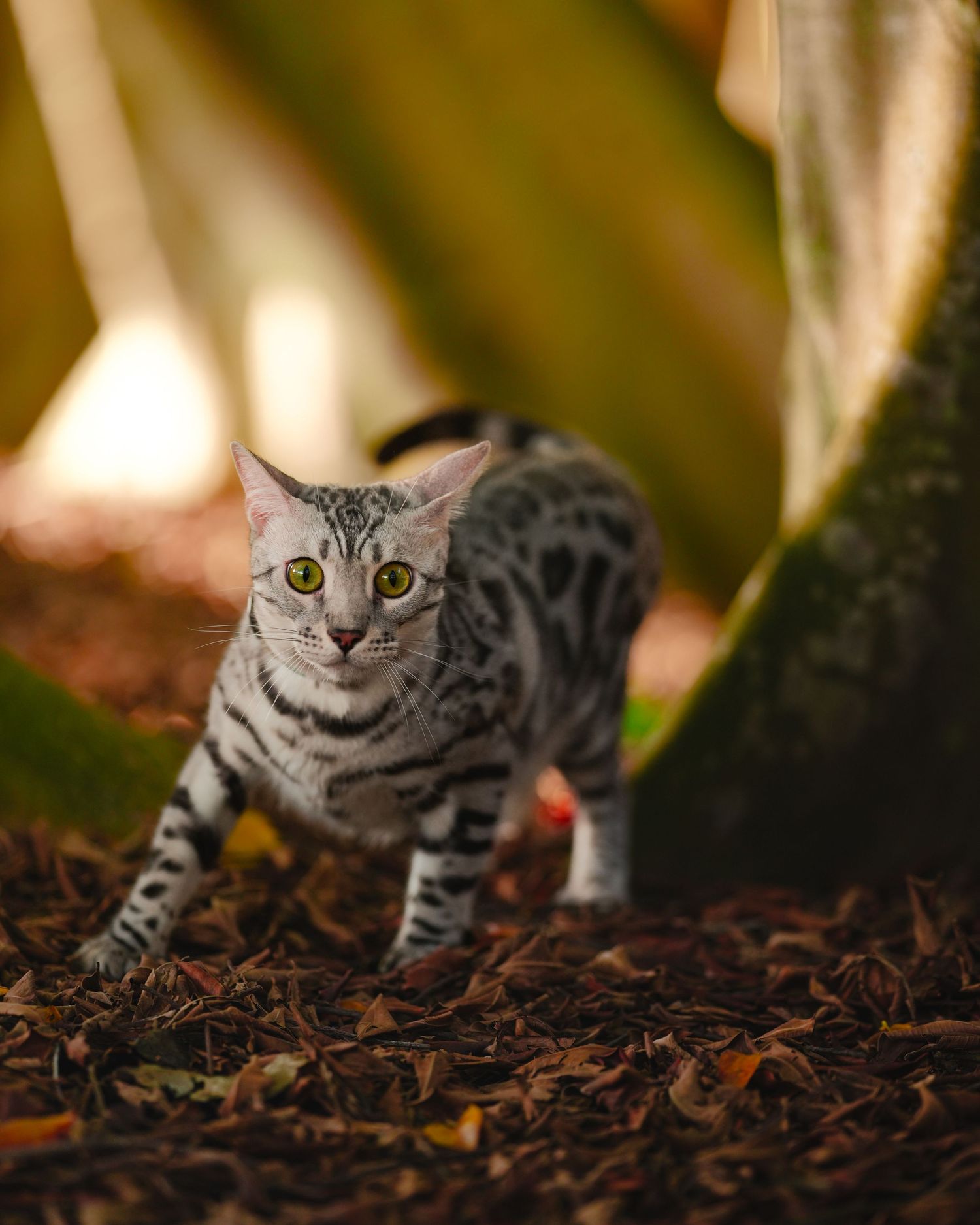 A silver tabby cat with distinctive stripes prowls on fallen leaves in a golden-lit forest setting.