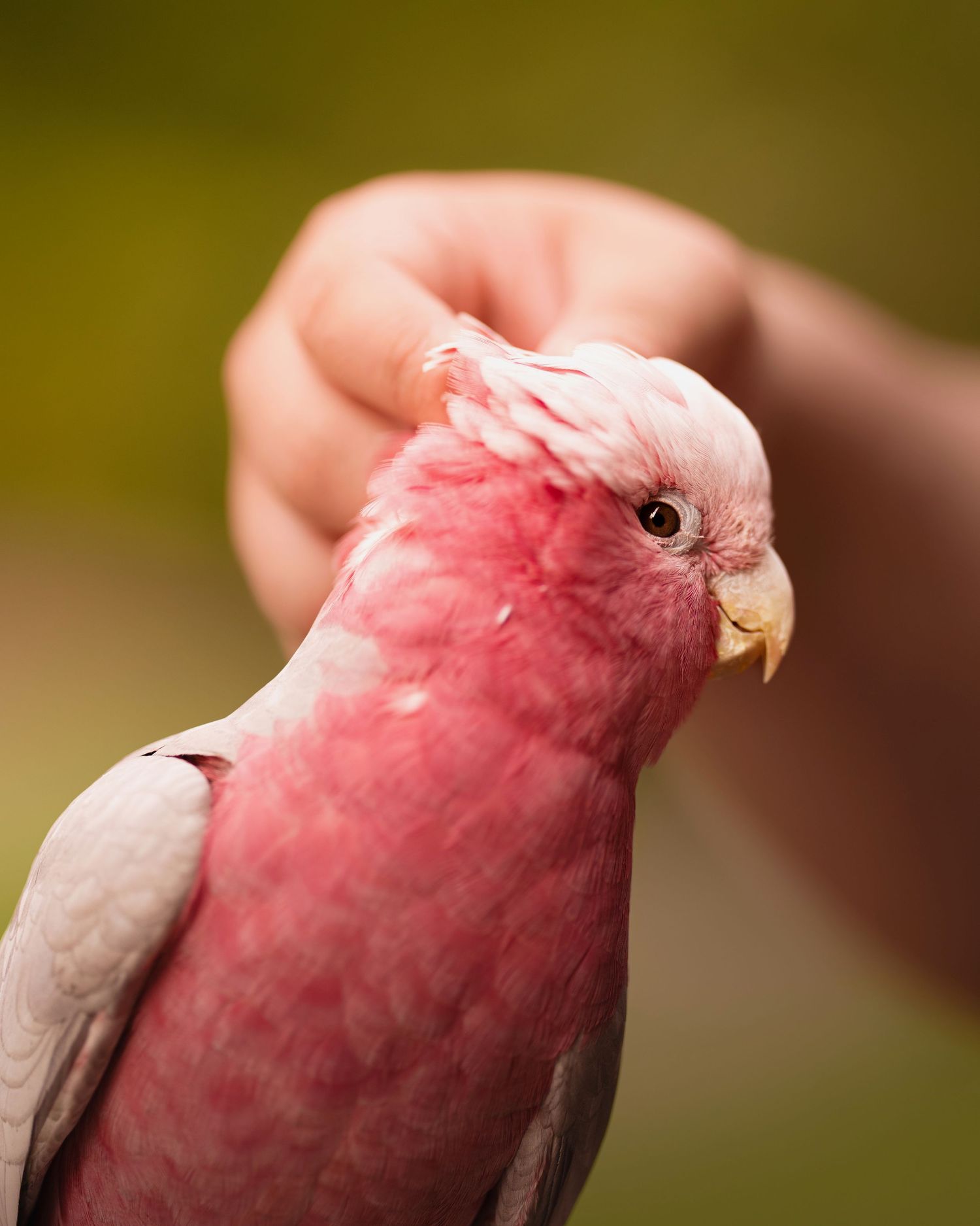 Pink galah cockatoo with soft feathers and white crest displayed in profile.