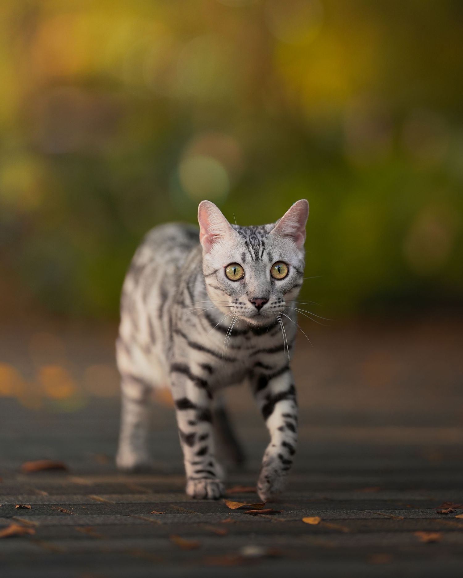 Silver and black striped American Shorthair cat with bright eyes walking on a dark surface with blurred autumn background.