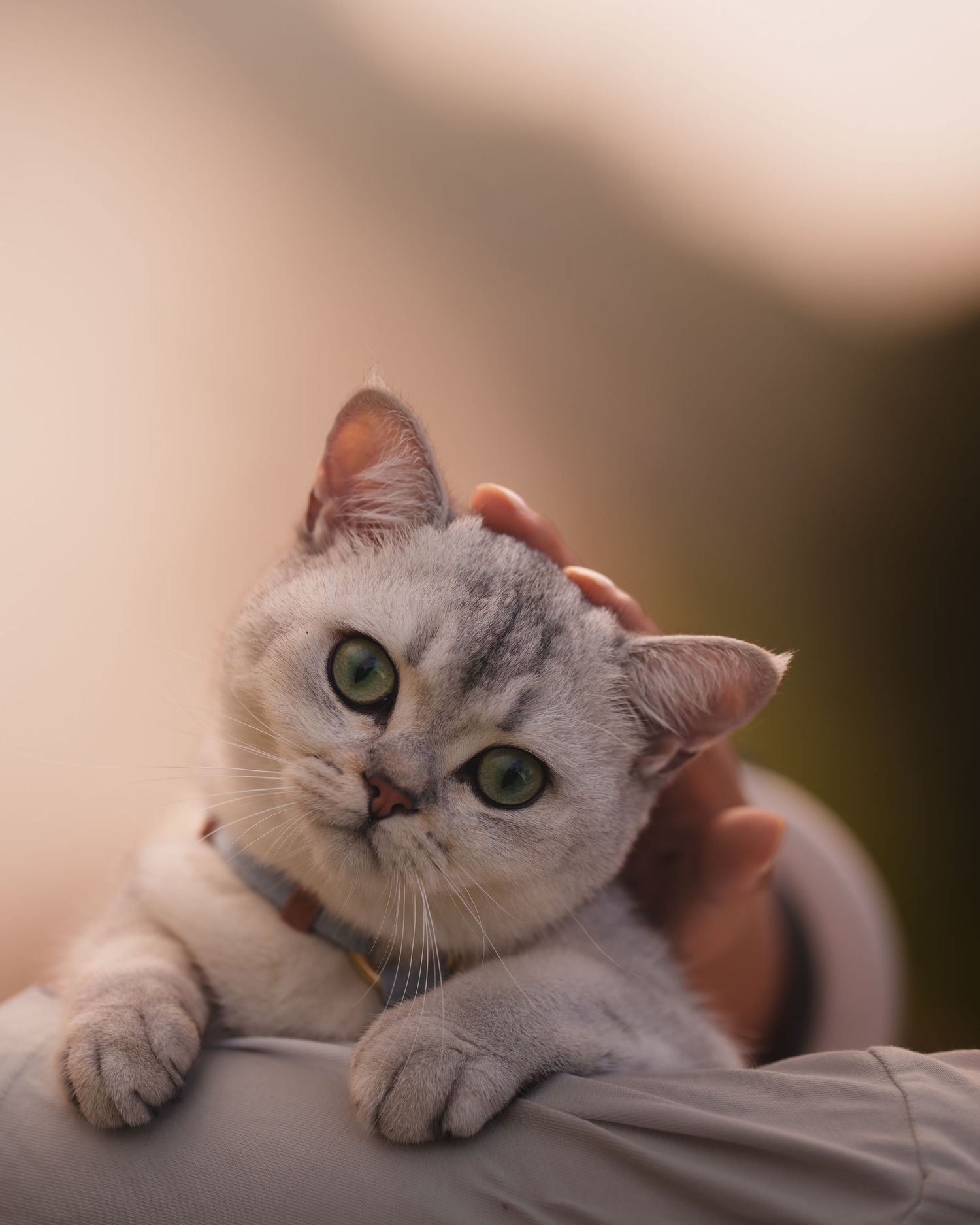 Adorable British Shorthair cat with silvery gray fur and striking green eyes rests its head on a soft surface.