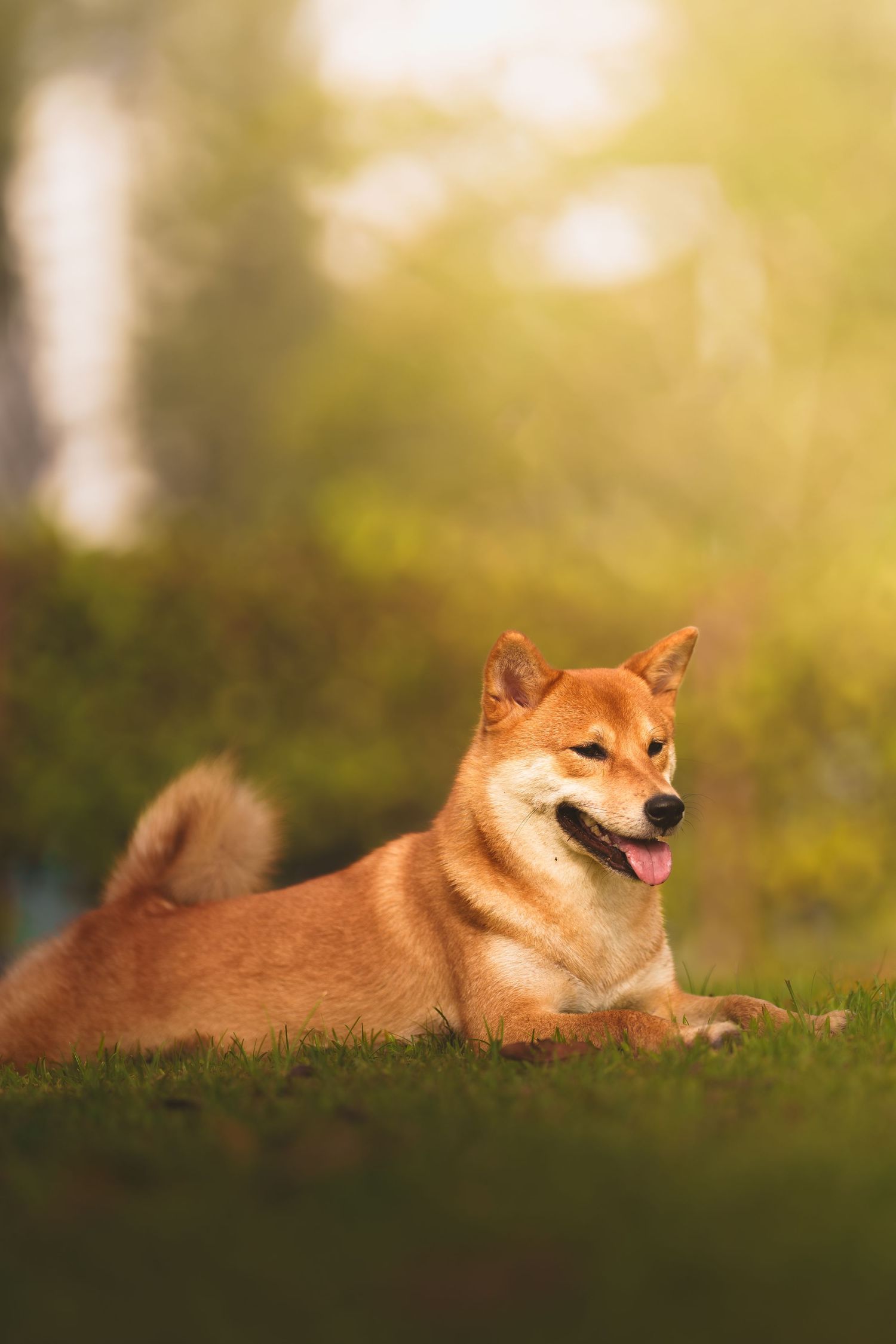 A Shiba Inu dog relaxes contentedly on a grassy hill during golden hour with blurred natural background.