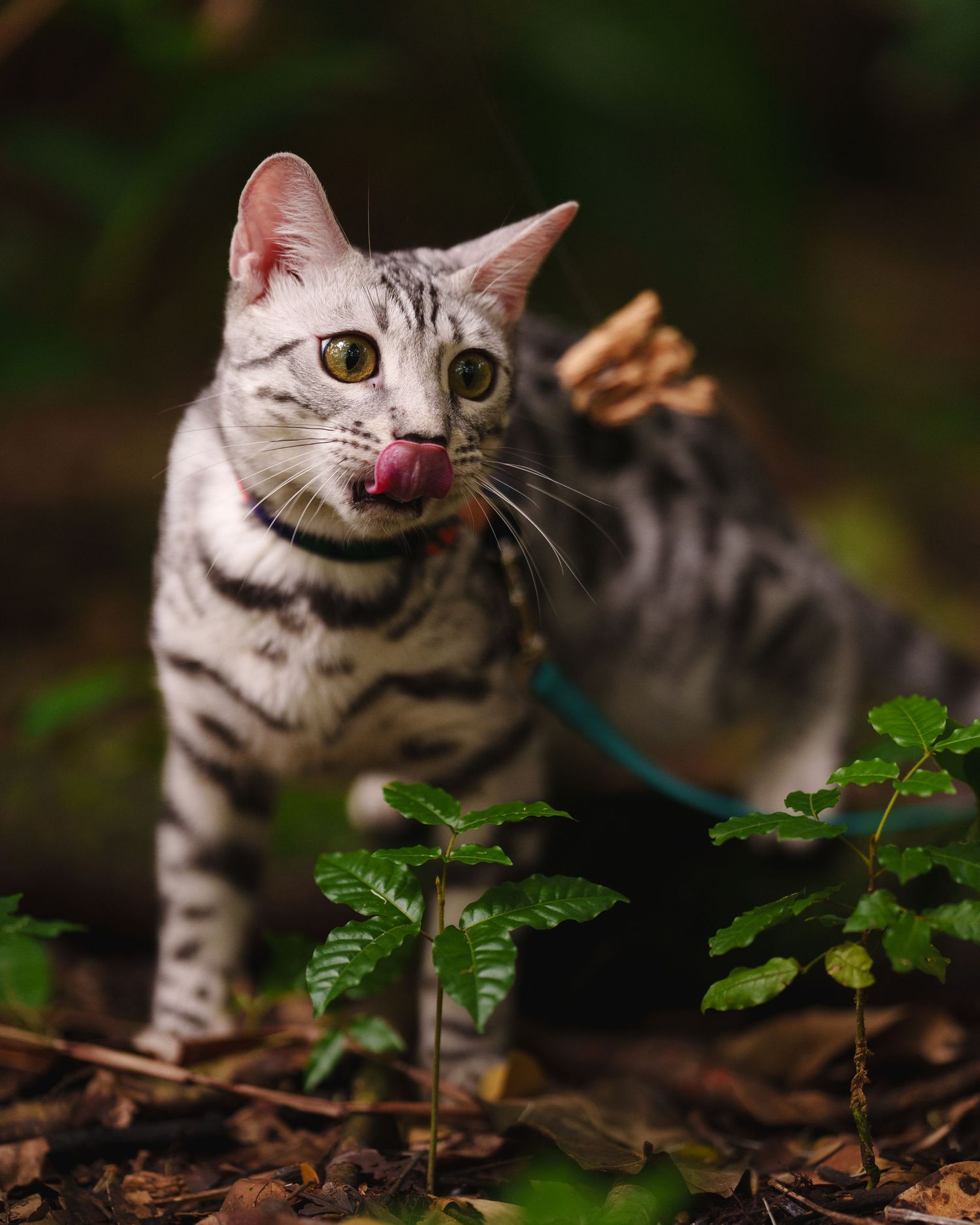 American Shorthair cat with silver tabby markings prowls through ferns and foliage in a natural outdoor setting.