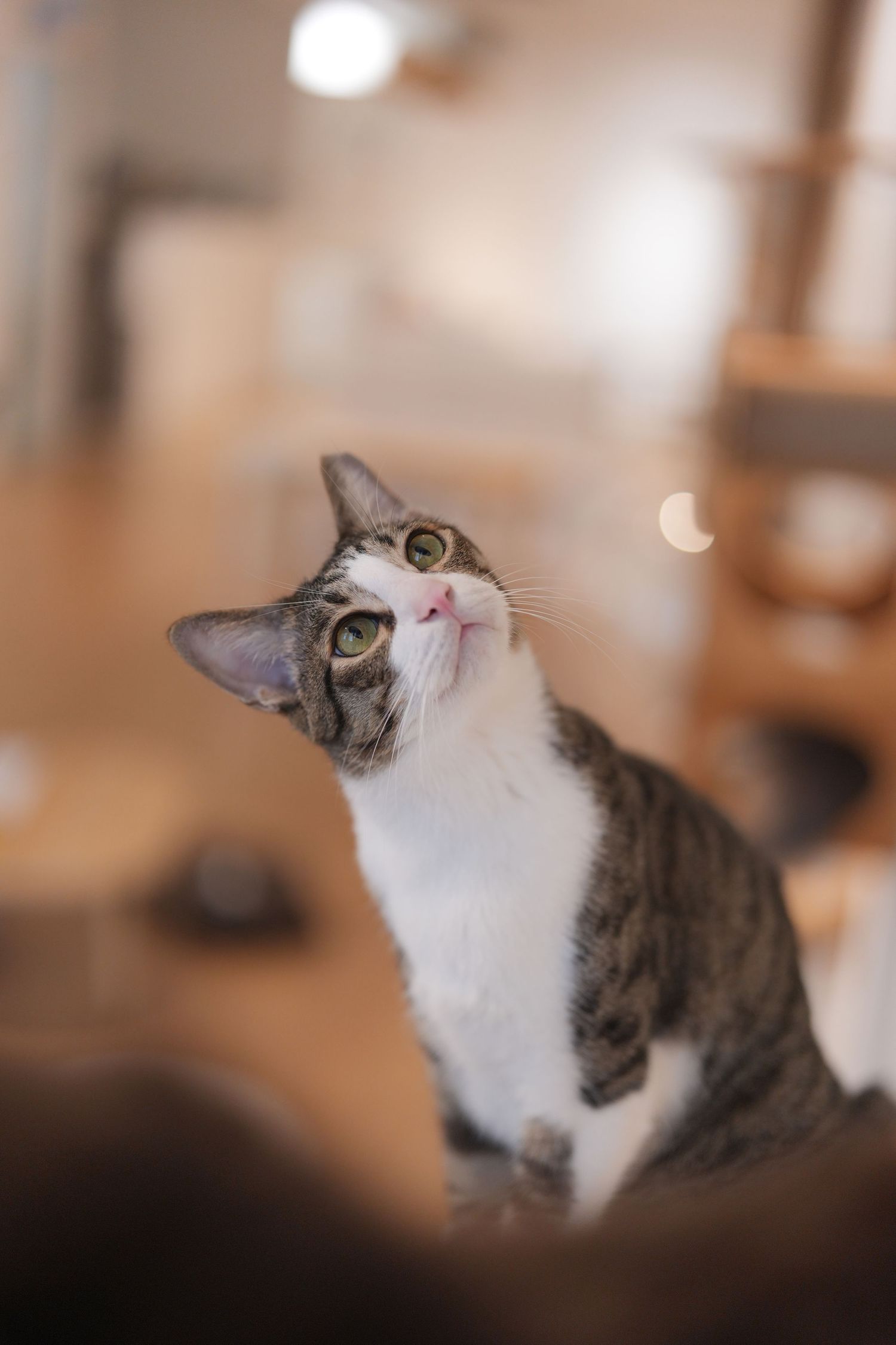 A white and tabby cat looks up with bright eyes in a soft-focus indoor setting, creating a dreamy portrait.