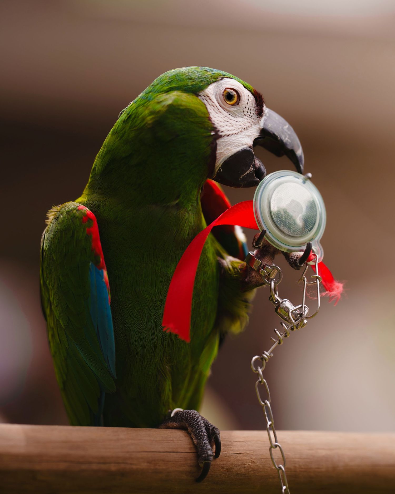 A green macaw parrot wearing a red ribbon holds a metal whistle on a chain while perched on a wooden surface.