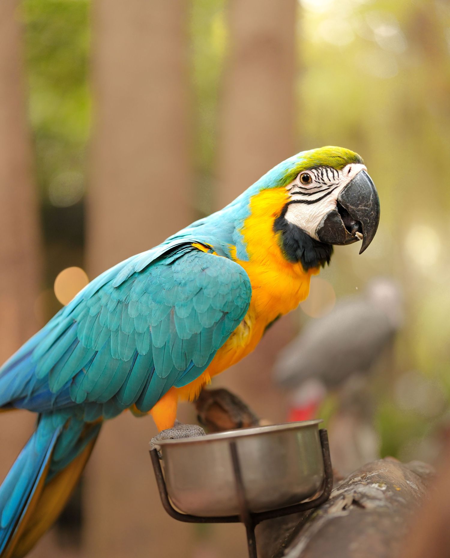 Blue and gold macaw perched on metal bowl against blurred background.