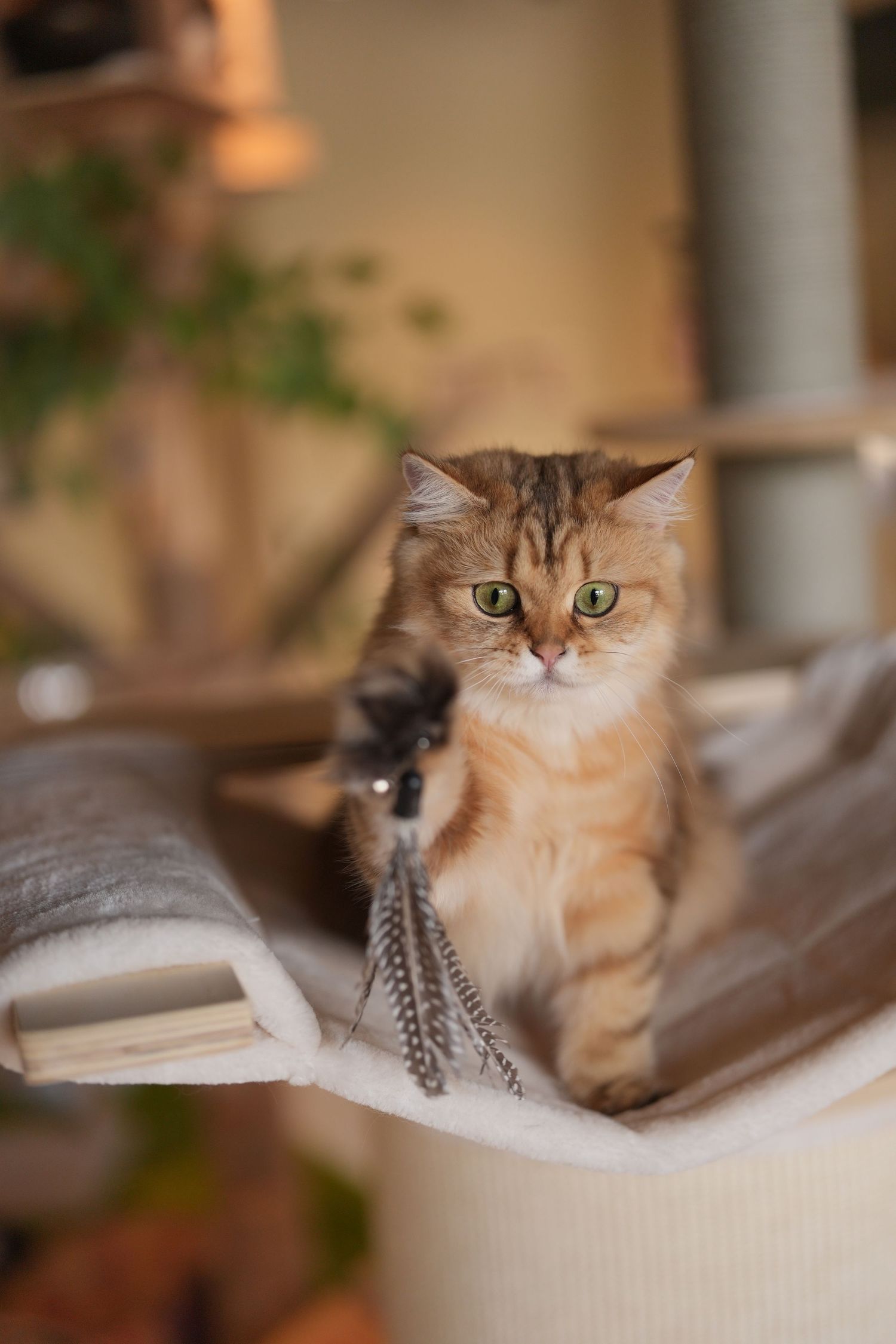 A ginger British shorthair cat lying down with a feather toy in sequential portrait shots showing different expressions.