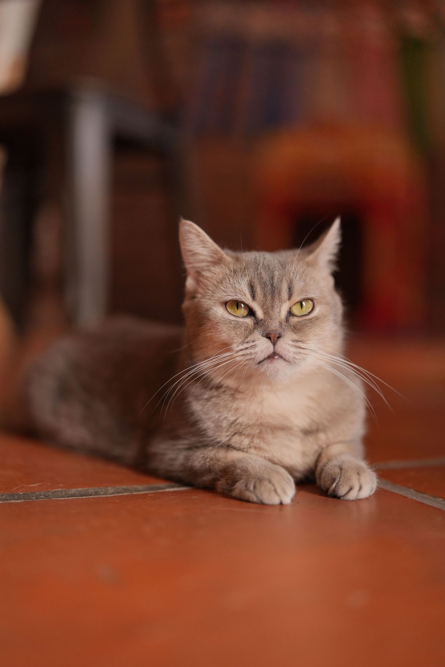 A cream-colored cat with piercing yellow eyes lies regally on terracotta tile flooring in warm indoor lighting.