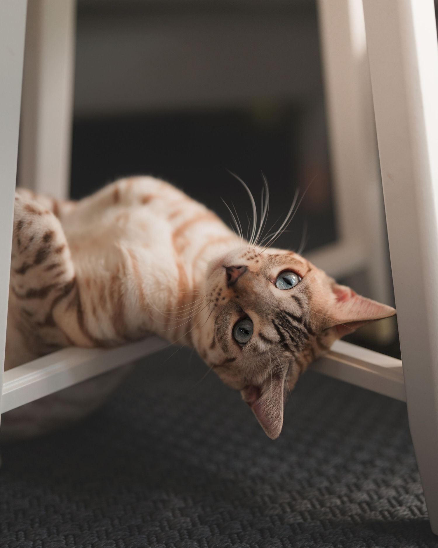 A Bengal cat lying upside down on a grey surface, looking at camera with playful expression and visible whiskers.